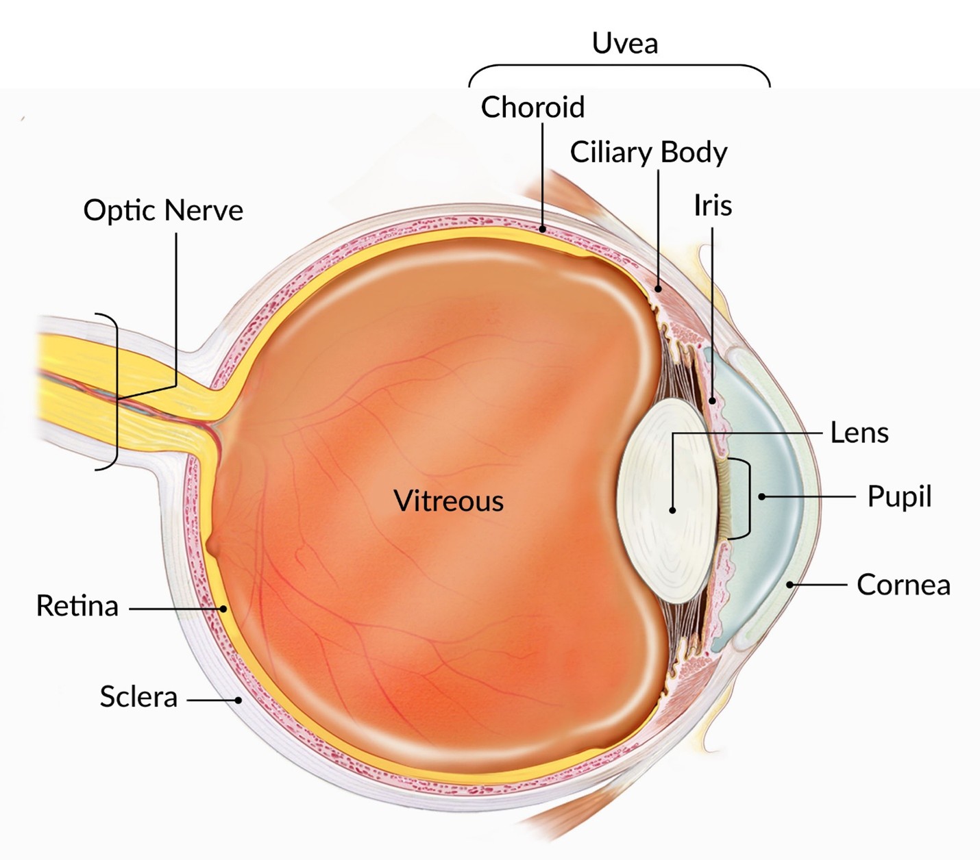 Detailed Diagram of the Human Eye Anatomy